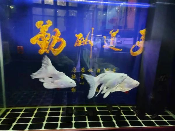 水质严重恶化？养鱼达人的应急换水指南