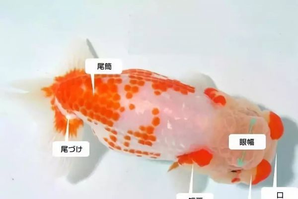 金鱼养护必备：水质要点与换水方法详解