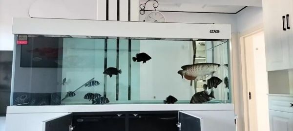 调节鱼缸水质 3 种方法