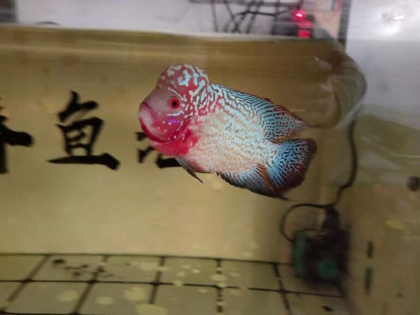 比比观赏鱼常备药物，有比我再多的吗，40 多种能用到的有多少？