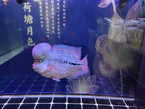 比比观赏鱼常备药物，有比我再多的吗，40 多种能用到的有多少？