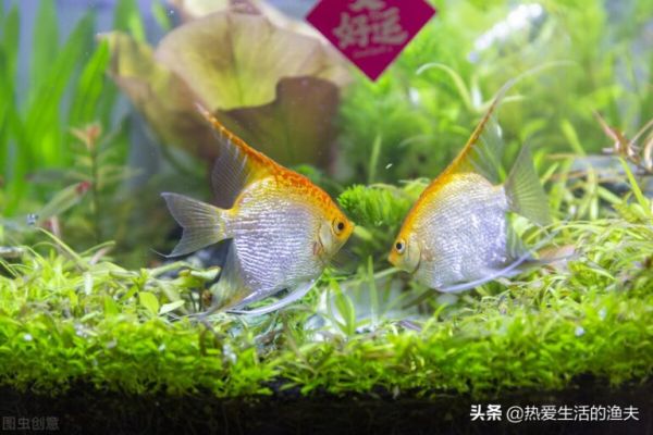 养金鱼需要注意些什么事项呢?怎么能养好金鱼?养金鱼秘籍分享