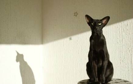 猫脸关键点检测大赛：三种方法，轻松实现猫脸识别！