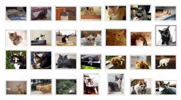 猫脸关键点检测大赛：三种方法，轻松实现猫脸识别！