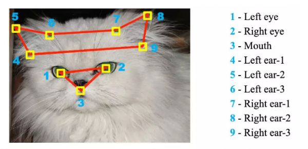 猫脸关键点检测大赛：三种方法，轻松实现猫脸识别！