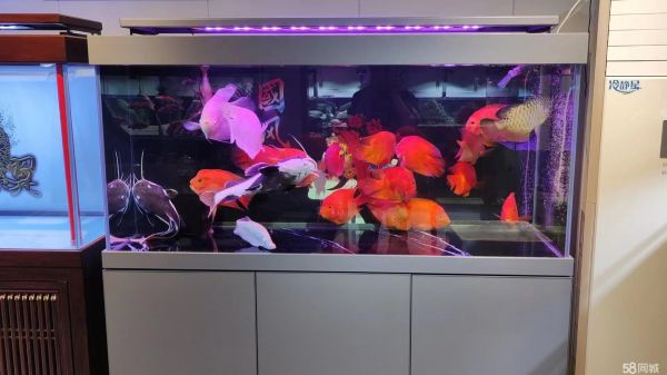 龙洋水族·石家庄全市鱼缸上门清洗 鱼缸维护 鱼缸定制 送货上门 可包月包年护理