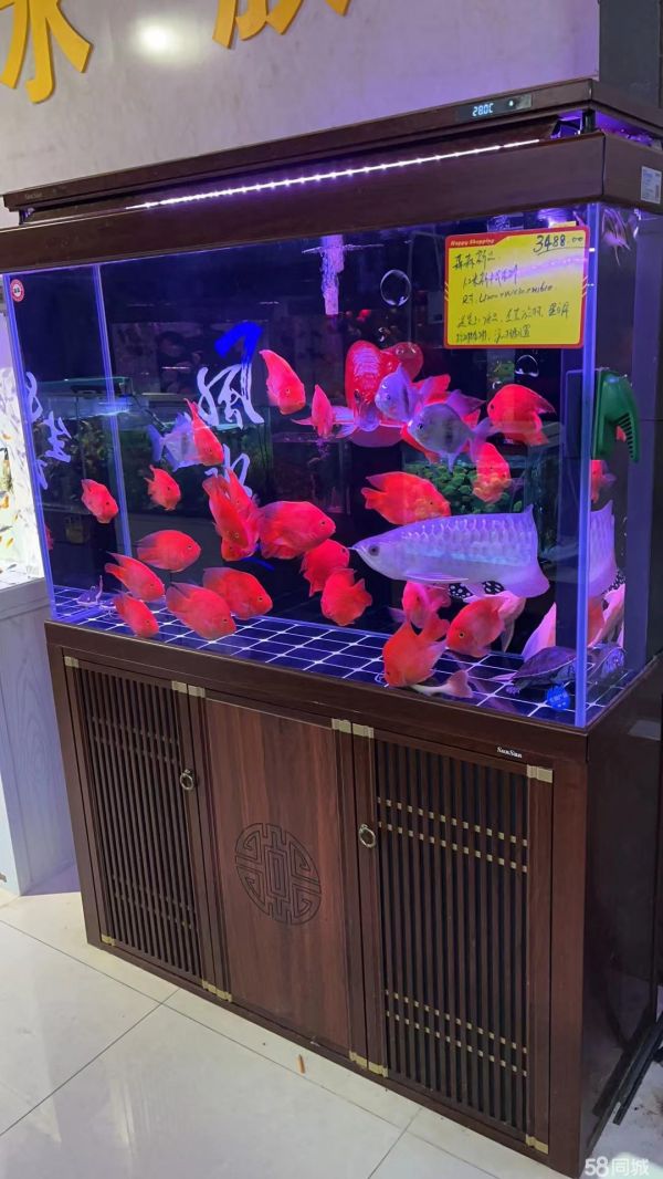 鱼家家水族·清理鱼缸|清洗鱼缸清洗消毒|鱼缸清理、上门鱼缸维护补漏 鱼池设计造景
