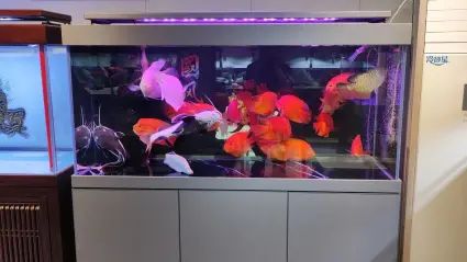 店主头像