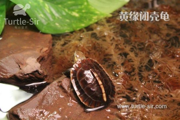 黄缘闭壳龟
