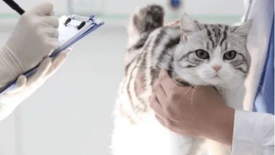 新猫到家是不是必须当天体检？这里有答案！
