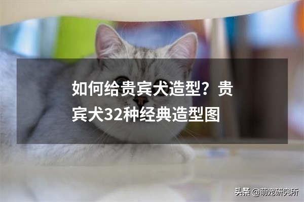 如何给贵宾犬造型？贵宾犬32种经典造型图