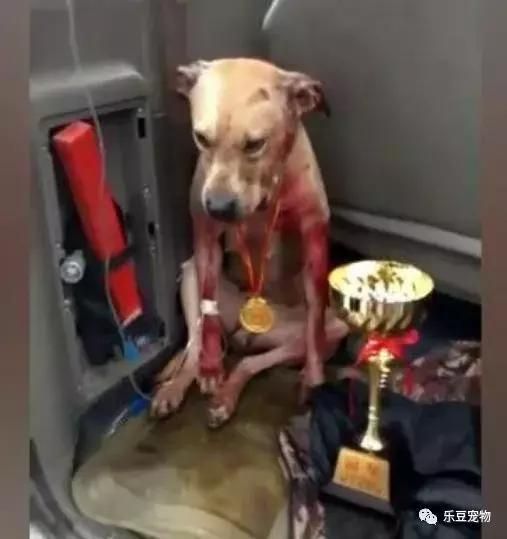 从小养大的狗狗没有爱只有利益，斗狗比赛：赢了可活，输了则死！