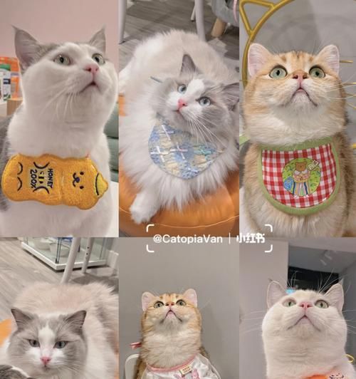 宠物猫喜欢睡在袜子上的原因（探秘猫咪喜欢和袜子的不解之缘）