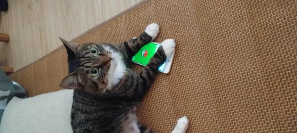 宠物猫喜欢睡在袜子上的原因（探秘猫咪喜欢和袜子的不解之缘）