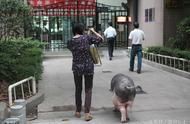 深圳女子养200斤宠物猪成网红，引发网友热议！