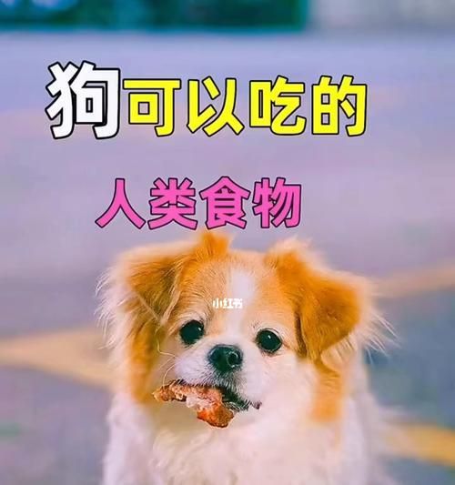 宠物饮食指南——哪些食物适合狗狗吃？（从肉类到蔬菜，让你的狗狗健康成长）