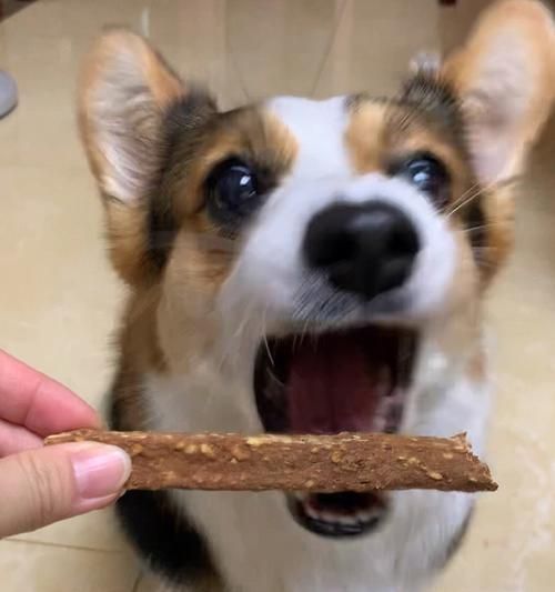 宠物饮食指南——哪些食物适合狗狗吃？（从肉类到蔬菜，让你的狗狗健康成长）