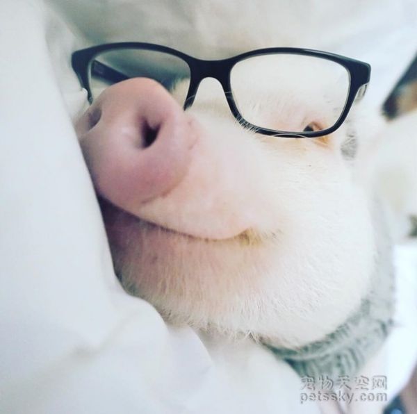 很多人对她养一头猪做宠物感到好奇 她分享出自己的悲伤故事