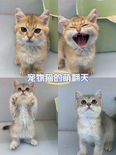 找到一家很不错的领猫馆[色]