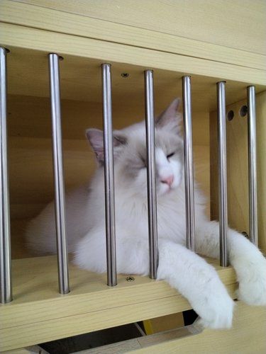 新开业的小猫店，这只只要两千多
