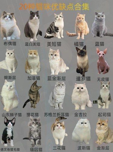 20种猫咪的优缺点集合，让你养猫不迷路！