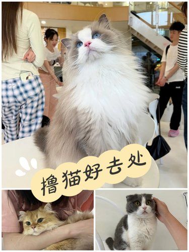 宝藏撸猫馆！Loft公寓里的治愈小天地