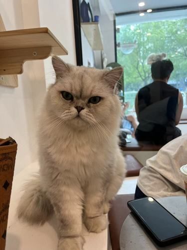 店里猫咪超治愈