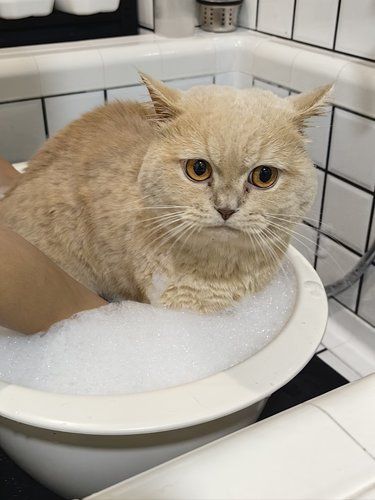 来这家，是我家猫咪洗澡最乖的一次！！