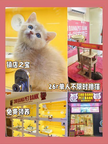 敲可爱紫金渐层莎人事件❗26撸猫新店特惠