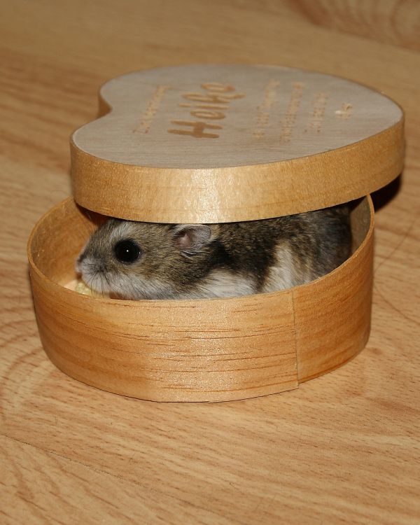 El hamster ruso es docil