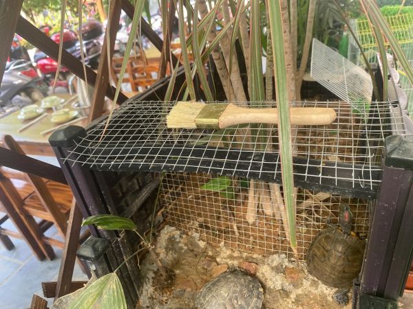 简单生态龟池建造方案，设计思路与技巧分享！