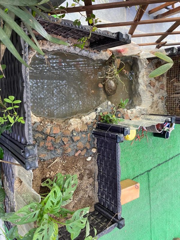 简单生态龟池建造方案，设计思路与技巧分享！
