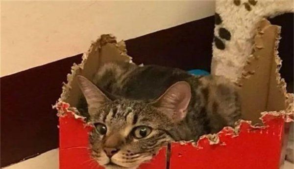 猫老是啃纸箱子是怎么回事