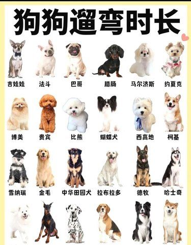 ✨狗狗遛弯时长吐槽｜谁才最不爱家