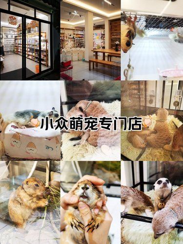 一角萌宠，满屋温馨感