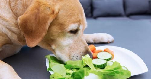 狗狗的主食选择（肝脏，不是唯一的选择）