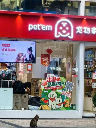 小猫在想什么呢？