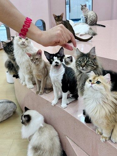深圳猫咖被一百多只猫咪包围啦