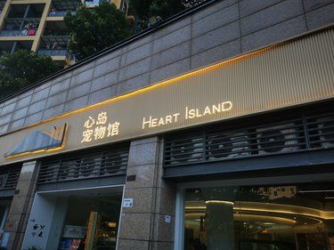 周末撸猫 实际是猫吸人 全是黏人猫猫