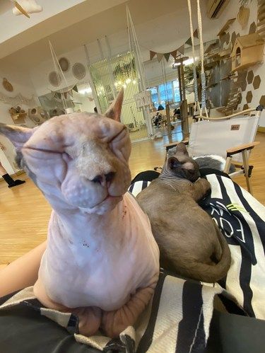 店里猫咪超治愈