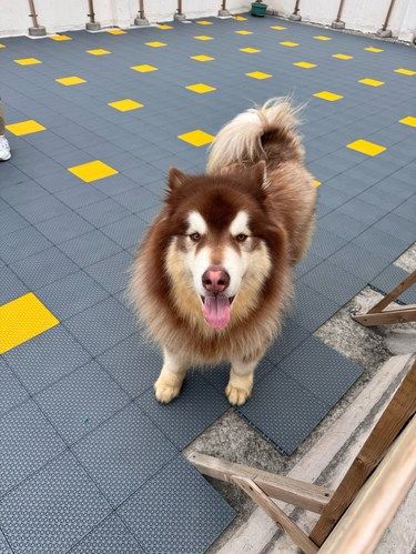 狗狗的快乐，我的快乐