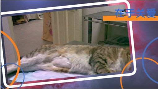 英博动物诊所·犬猫全科·中兽医专科