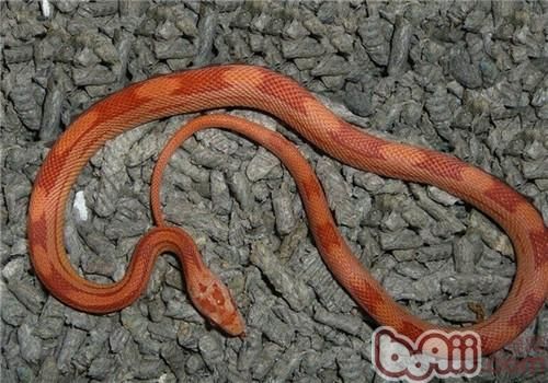 玉米蛇的喂食要点