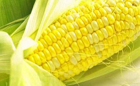 玉米蛇的饲养方法及注意事项