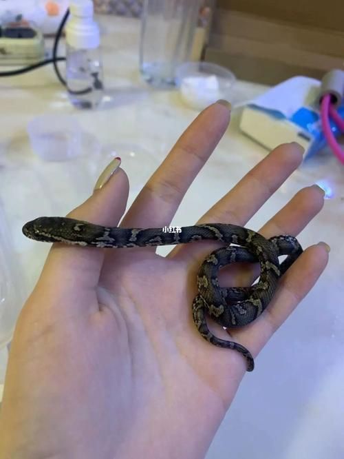 把蛇当宠物养图片,把蛇当宠物养的人什么心理