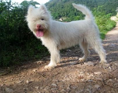 宠物犬的健康护理方式是怎么样的