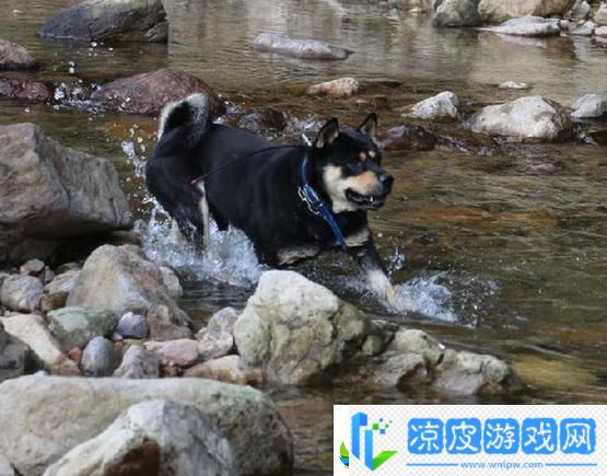 狗生模拟器土狗配种攻略指南