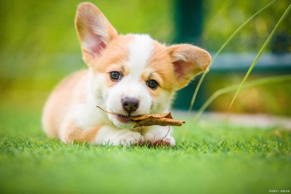 什么是幼犬的理想疫苗接种计划？