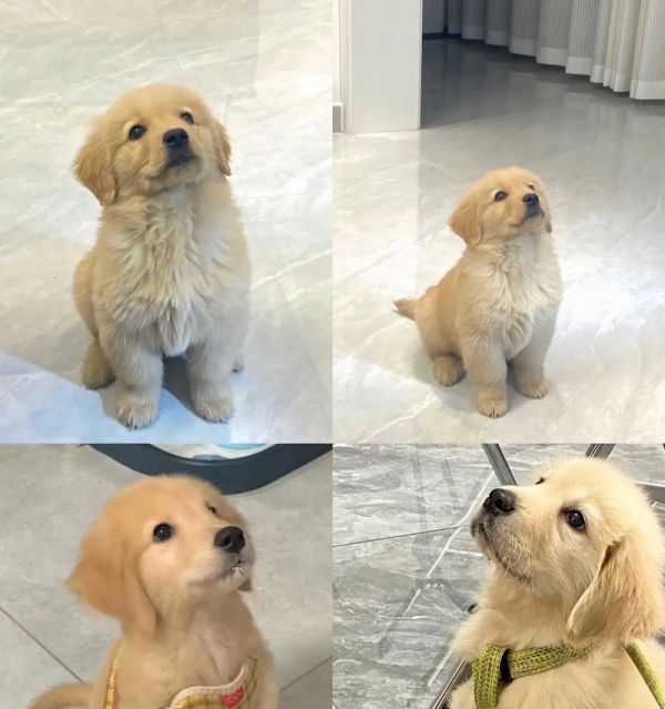 金毛幼犬的食谱（营养均衡，健康成长）
