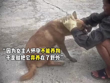 一条被人类伤害,又尝试接触人类的狗,可以不爱,请别伤害 #狗狗的心思都写在脸上了 #流浪狗 #拯救狗狗 #幸福的狗狗